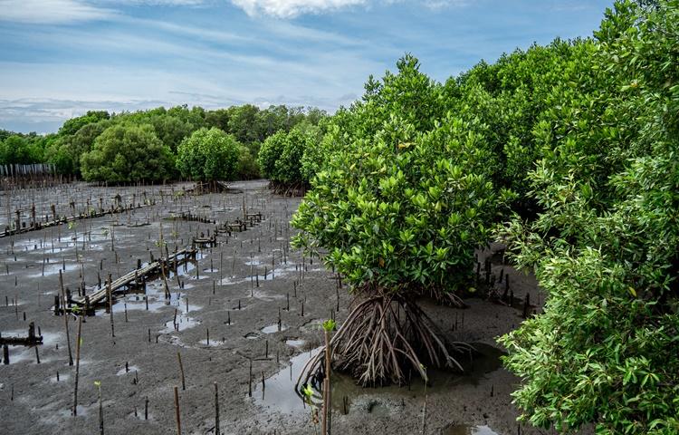 Fruto de parceria entre BNDES e Petrobras, Edital Floresta Viva apoia projetos de recuperação de manguezais e restingas