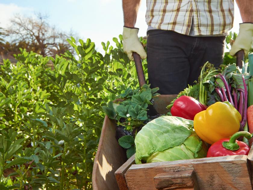 nutrir-semeando-impacto-positivo-apoiara-agricultura-sustentavel-em-sp-e-mg11649.jpg?1703037936