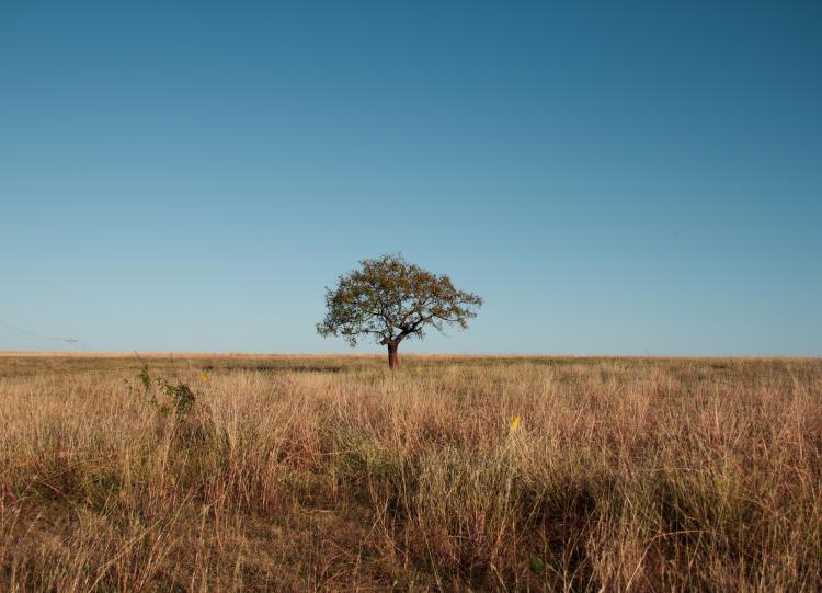 Fundo Ecos apoiará projetos sustentáveis no cerrado e na caatinga