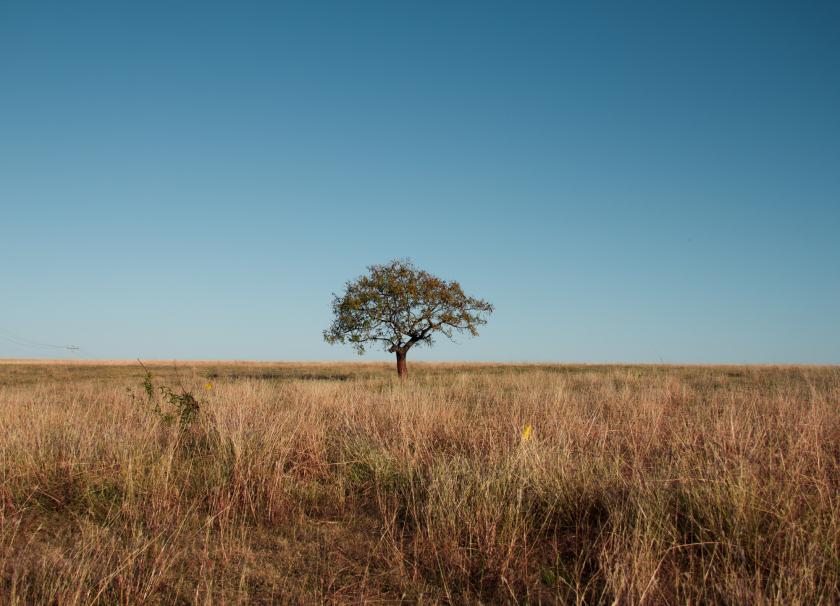 fundo-ecos-apoiara-projetos-sustentaveis-no-cerrado-e-na-caatinga13765.jpg?1759969138
